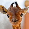 Újabb recés zsiráf született a debreceni állatkertben
