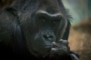 Megoperálták Colot, a világ legöregebb gorilláját