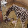 Zsiráfborjú 2017 első újszülöttje a budapesti állatkertben
