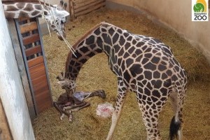 Zsiráfborjú 2017 első újszülöttje a budapesti állatkertben