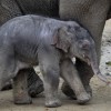 Kisfilm készült a kiselefánt születéséről