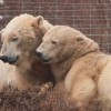 Huszonöt év után először született jegesmedvebocs brit állatparkban