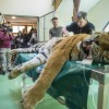 Első ilyen műtét a világon: saját őssejtjével kezelték a szegedi tigrist
