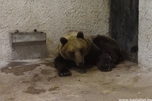 Hétfőn döntenek a befogott medvéről