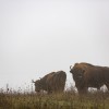 Miért kerültek bölények az Őrségi Nemzeti Parkba?