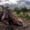 Wildlife Photographer of the Year (Az év természetfotósa) 2017