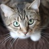 Mit kell tudnunk a macska veszettségéről és álveszettségéről?