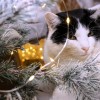Létezik macskabiztos karácsonyfa?