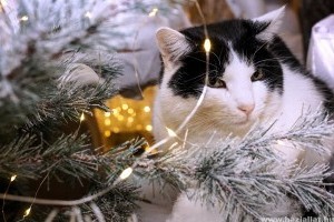 Létezik macskabiztos karácsonyfa?