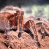 Chilei rózsaszín tarantula, a kezdők pókja