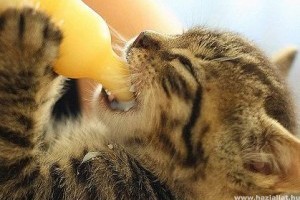 A beteg macska mesterséges etetése
