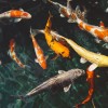 Kerti tó téliesítése – a fázós aranyhal három kívánsága