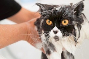 Macska fürdetése: hogyan, mivel, mikor?