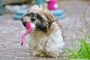 Kutyák fogápolása - előzzük meg a fogkő kialakulását