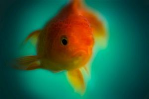 Mitől idegesek a halak az akváriumban? - viselkedés és okok