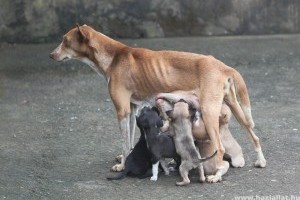 10+1 tévhit a kutyák ivartalanításáról
