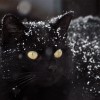 Hogyan téliesítsük a cicánkat? - Simon macskája és az első hó