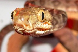 Hüllő kisokos: kígyók a terráriumban