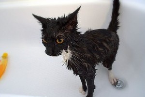 Hogyan fürdessük meg a macskát?