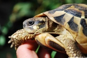 Szárazföldi teknősök tavaszi étvágytalansága