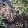 Milyen a macskabiztos kert?