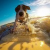 Nyaralás a kutyával - tanácsok, illemszabályok