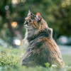 Tippek a hosszú szőrű macskák ápolásához