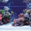 11 hiba, amit egy sósvízi akvárium tulajdonosa elkövethet - 1. rész