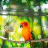 A papagájok kiszáradásának megelőzése