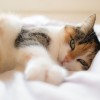 Idős macskák leggyakoribb egészségügyi problémái