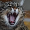 A macskák fogbetegségei