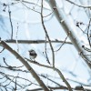 Téli madáretetés: mivel, hogyan és mikor?