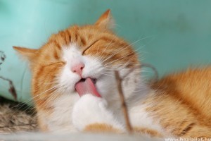Macska ápolása: szőr, fog, fül, szem, karom