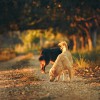 Kutyatulajdonosok figyelem: őszi veszélyek