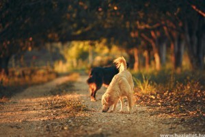 Kutyatulajdonosok figyelem: őszi veszélyek