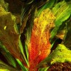 Akváriumi növény: a párducmintás kardfű