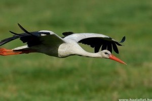 Előkészítik a fehér gólyák fészkelését Nógrádban