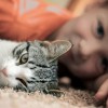 Még szép: a macskatartás nem károsítja a mentális egészséget