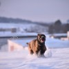 Hogyan hat a változékony téli időjárás a kutyákra?
