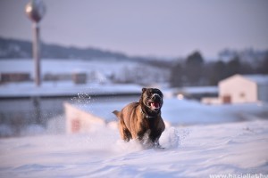 Hogyan hat a változékony téli időjárás a kutyákra?