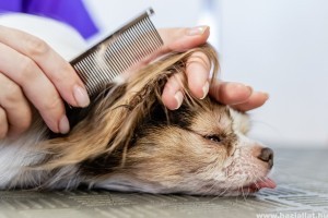 A kutyák tavaszi szőrápolása: nyírjam vagy ne nyírjam?