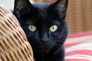 Megdőlhetnek a fekete macskás hiedelmek