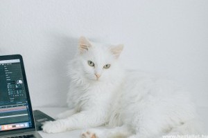 Hogyan ápoljuk a macska bundáját? A macskakefélés rejtelmei