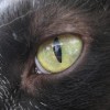 Az állat szeme - egy kis anatómia