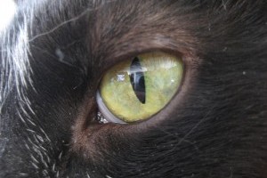 Az állat szeme - egy kis anatómia