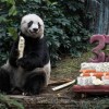 Meghalt a legöregebb Panda