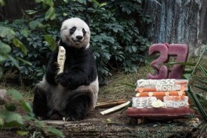 Meghalt a legöregebb Panda