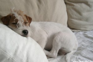 Hogyan kezelhető az álvemhes kutya? Homeopátiás segítség