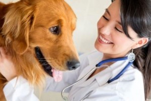 Kutyasebek, sérülések, zúzódások kezelése