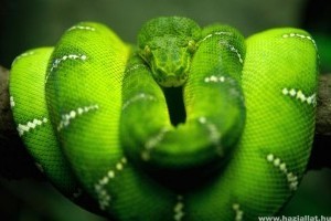 Hüllő kisokos: a kígyók eredete, evolúciója, leírása